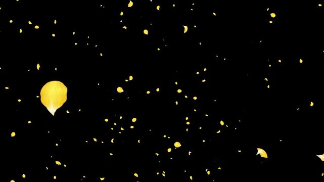 Rose Flutter Lookdown 01 Loop Yellow HD