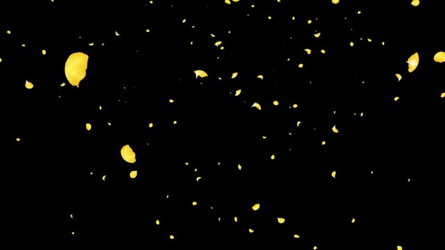 Rose Flutter Lookup 01 Loop Yellow HD