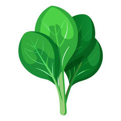 illustration of spinach isolated on white background