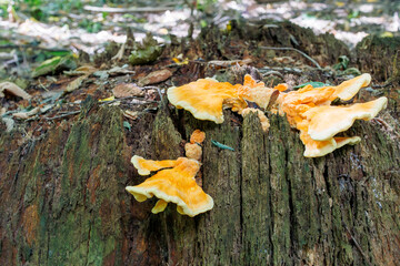 A close-up of a cluster of sulfur-yellow tinder sprouting from the base of a tree