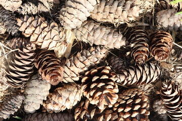 A large pile of pine cones is neatly stacked on the ground