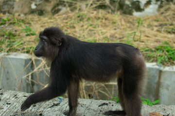 Sulawesi black macaques (Macaca tonkeana), endemic to Sulawesi.