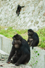 Black macaques (Macaca tonkeana), endemic to Sulawesi.