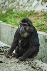 Sulawesi black macaques (Macaca tonkeana), endemic to Sulawesi.