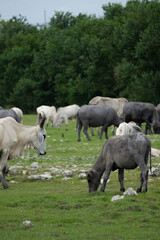 Obraz premium buffalo and cow in the field