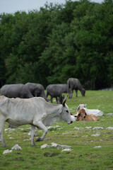 Fototapeta premium cows in the field