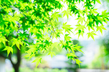 伊豆の旅行での風景