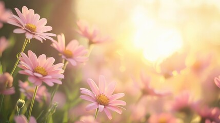 Fototapeta premium Pink daisies in a field on a sunny day, wildflowers and vibrant nature scene, peaceful outdoor retreat and warm light