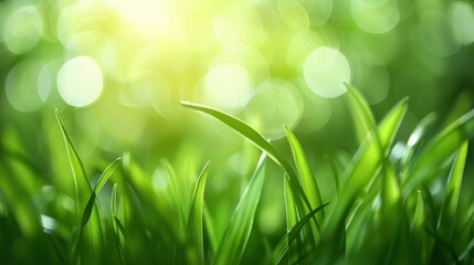 Fototapeta premium Vibrant Meadow, sunlit grass blades sparkle with dew, creating a lush green canvas, inviting warmth and tranquility of nature’s serene embrace.