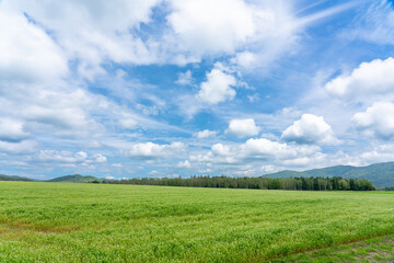 純白の丘から見る満開のそば畑 北海道