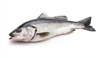 Naklejka premium a fresh sea bass fish isolated on white background