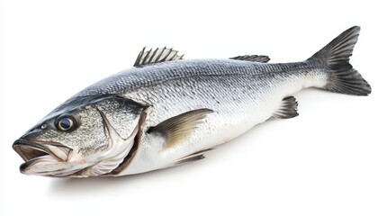 Fototapeta premium a fresh sea bass fish isolated on white background