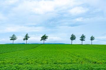 雨上がりのメルヘンの丘 北海道