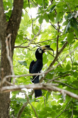 Oriental Pied Hornbill