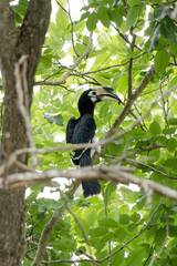 Oriental Pied Hornbill