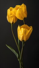 Three vibrant yellow tulips stand tall against a dark background, showcasing their delicate petals and fresh green leaves.