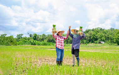 two asian farmers one hands holding young rice sprouts,other hands doing thumb up while working in paddy field,concept of seasonal rice planting,local traditional rice cultivation in Thailand