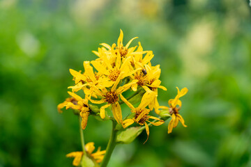 花開くトウゲブキ（エゾタカラコウ） 7月