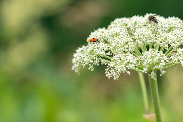 7月 ノラニンジン 北海道