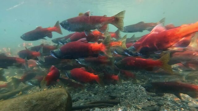 Kokanee salmon spawning upstream in creek, underwater video