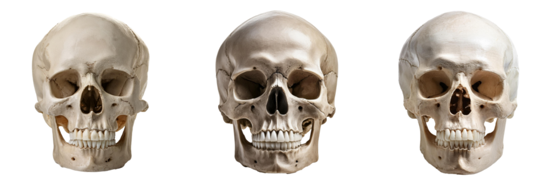 human skull isolated on transparent background