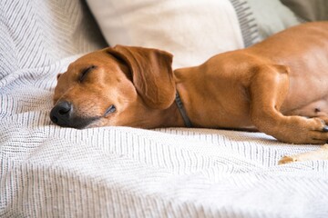 Portrait of Cute Dachshund Asleep. Dog in bed.