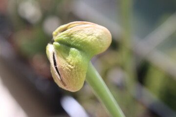HIPPEASTRUM SUSAN róż Zwartnica Cebula Amarylis