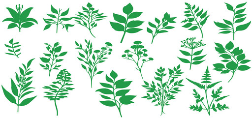 Fototapeta premium Green herbs and leaves vector