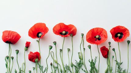 Obraz premium vibrant display of red poppies with delicate buds set against a clean white background. The poppies are in full bloom, showcasing their bright red petals that appear soft and velvety.