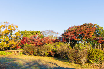 Fototapeta premium 日本の風景・秋 古都鎌倉 紅葉の源氏山公園