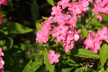 Close up pink flowers of garden phlox (Phlox paniculata). Dutch garden, Summer, August.