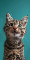 Close-up of an alert tabby cat with green eyes against a turquoise background, looking up with curiosity.