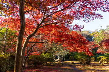 日本の風景・秋　古都鎌倉　紅葉の源氏山公園
