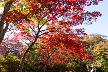 日本の風景・秋　古都鎌倉　紅葉の源氏山公園