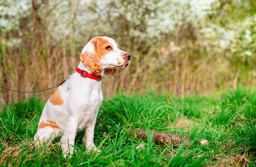 A white English cocker spaniel puppy sits sideways in the grass. The dog is looking intently at...