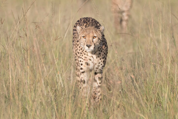 Africa, Kenya, Masai Mara National Reserve. Cheetah (Acinonyx jubatus). 2016-08-04