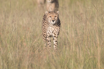 Africa, Kenya, Masai Mara National Reserve. Cheetah (Acinonyx jubatus). 2016-08-04