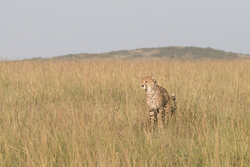 Africa, Kenya, Masai Mara National Reserve. Cheetah (Acinonyx jubatus). 2016-08-04