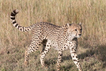 Africa, Kenya, Masai Mara National Reserve. Cheetah (Acinonyx jubatus). 2016-08-04