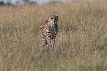 Africa, Kenya, Masai Mara National Reserve. Cheetah (Acinonyx jubatus). 2016-08-04