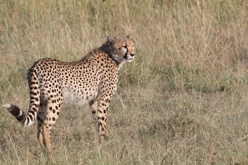 Africa, Kenya, Masai Mara National Reserve. Cheetah (Acinonyx jubatus). 2016-08-04