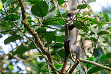 Africa, Uganda, Kibale Forest National Park.  Red-tail Monkey (Cercopithecus ascanius) feeding in tree. 2016-08-04