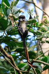 Africa, Uganda, Kibale Forest National Park.  Red-tail Monkey (Cercopithecus ascanius) feeding in tree. 2016-08-04