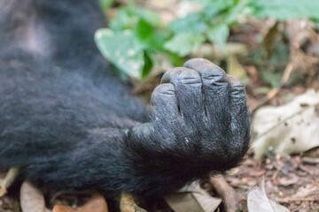 Obraz premium Africa, Uganda, Kibale Forest National Park. Chimpanzee (Pan troglodytes) in forest. Hands, fingers. 2016-08-04