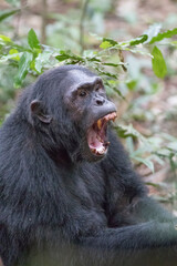 Africa, Uganda, Kibale Forest National Park.  Chimpanzee (Pan troglodytes) in forest. Vocalizing. 2016-08-04