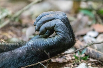 Africa, Uganda, Kibale Forest National Park.  Chimpanzee (Pan troglodytes) in forest. Hands, fingers. 2016-08-04