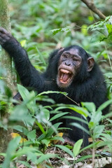 Africa, Uganda, Kibale Forest National Park.  Chimpanzee (Pan troglodytes) in forest. Vocalizing. 2016-08-04