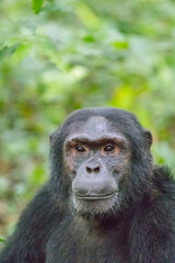 Africa, Uganda, Kibale Forest National Park.  Chimpanzee (Pan troglodytes) in forest. Head-shot, face. 2016-08-04
