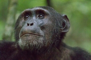 Africa, Uganda, Kibale Forest National Park.  Chimpanzee (Pan troglodytes) in forest. Head-shot, face. 2016-08-04