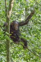 Africa, Uganda, Kibale Forest National Park.  Chimpanzee (Pan troglodytes) in forest. 2016-08-04